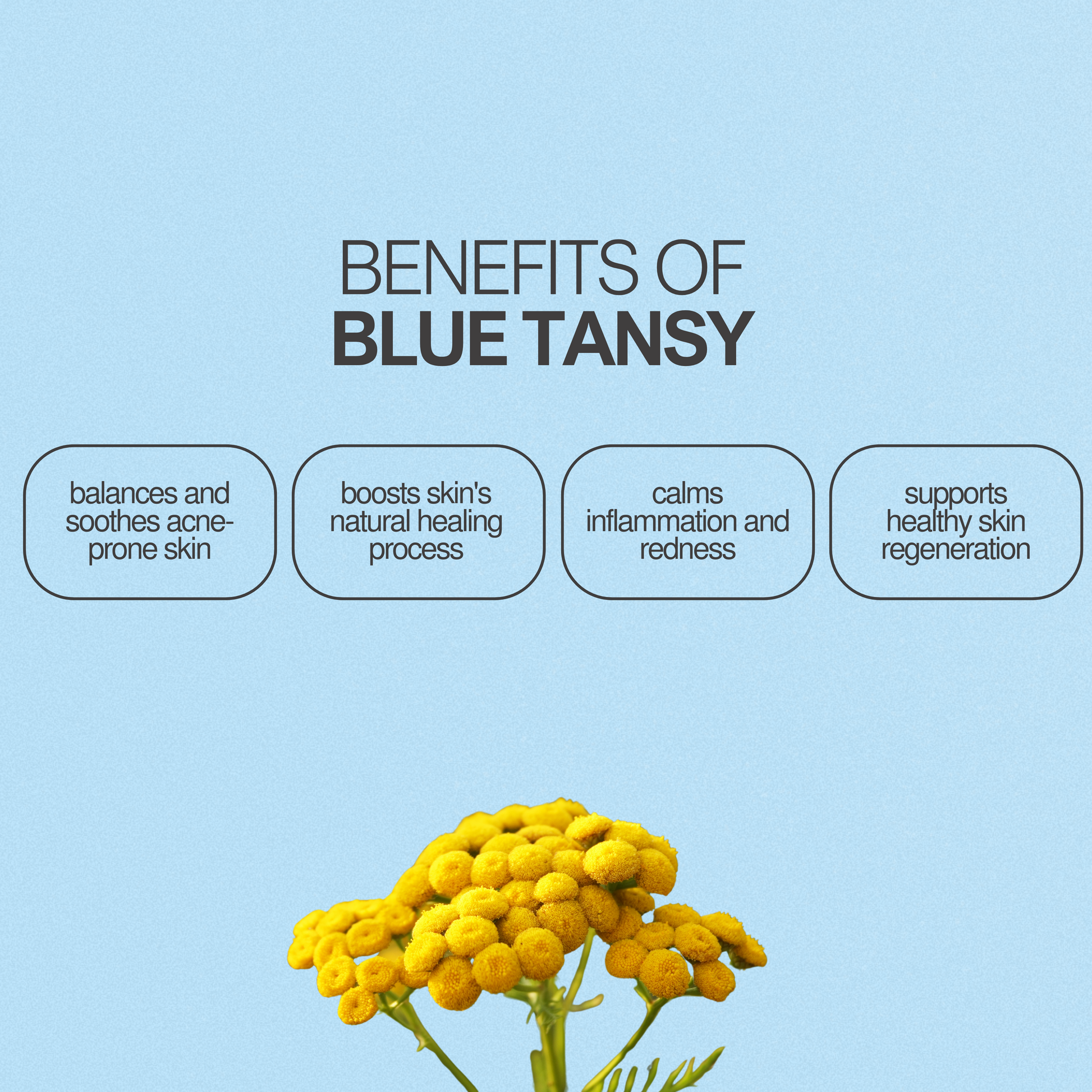 Blue Tansy Whipped Tallow Moisturizer - Après Glow